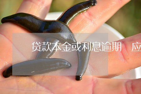 贷款本金或利息逾期 应归入 贷款本金或利息逾期 应归入